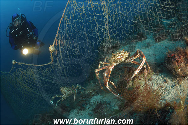 Island Vir, Croatia, Adriatic sea, Mediterranean sea, Maja squinado, Maja, Majidae, Decapoda, Crustacea, Crustacean, Common spider crab, Crab, Fishing net, Caught crab, Diver