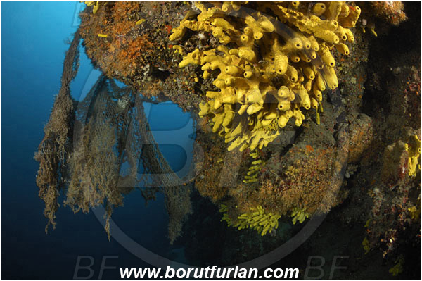 Island Pag, Croatia, Adriatic sea, Mediterranean sea, Aplysina aerophoba, Aplysina, Aplysinidae, Yellow Tube Sponge, Golden Sponge, Sponge, Porifera, Reef, Overhang, Discarded fishing net, Fishing net