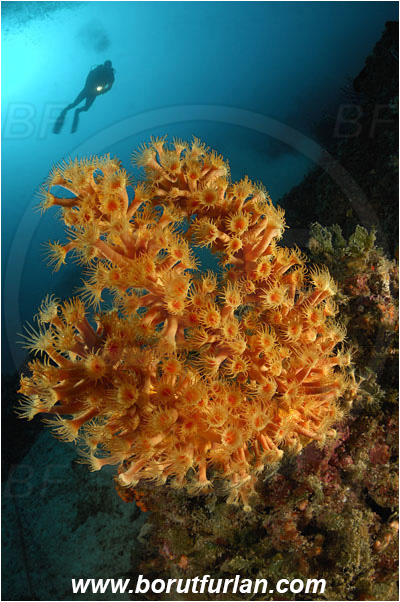 Island Pag, Croatia, Adriatic sea, Mediterranean sea, Parazoanthus axinellae, Parazoanthus, Parazoanthidae, Yellow cluster anemone, Anemone, Anthozoa, Cnidaria, Cnidarian, Reef, Diver