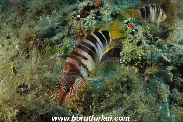 Island Pag, Croatia, Adriatic sea, Mediterranean sea, Serranus scriba, Serranus, Serranidae, Painted comber, Fish