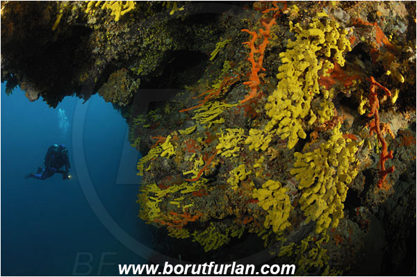 Island Pag, Croatia, Adriatic sea, Mediterranean sea, Aplysina aerophoba, Aplysina, Aplysinidae, Yellow Tube Sponge, Golden Sponge, Axinella cannabina, Axinella, Axinellidae, Red Axinella sponge, Red branching sponge, Sponge, Porifera, Reef, Diver, Cave