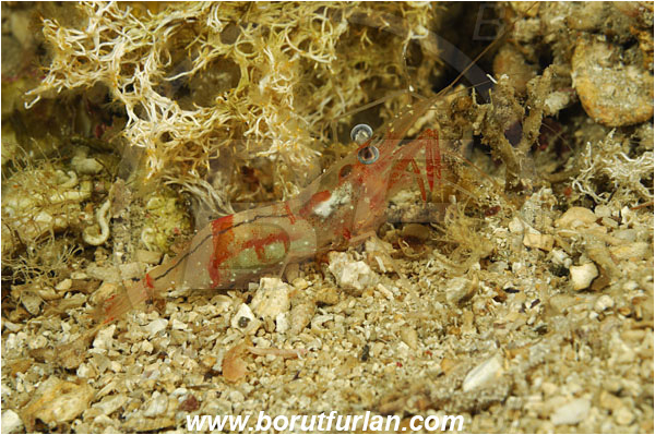 Island Pag, Croatia, Adriatic sea, Mediterranean sea, Processa sp., Processa, Processidae, Decapoda, Processa shrimp, Shrimp, Crustacea, Crustacean