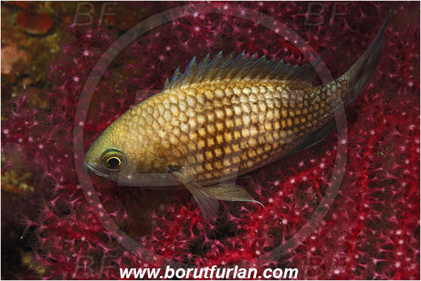 Island Pag, Croatia, Adriatic sea, Mediterranean sea, Chromis chromis, Chromis, Pomacentridae, Mediterranean damselfish, Damselfish, Fish