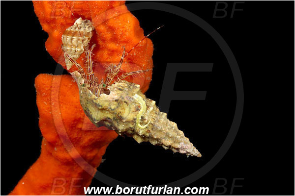Island Pag, Croatia, Adriatic sea, Mediterranean sea, Pagurus anachoretus, Pagurus, Paguridae, Crustacea, Crustacean, Long-armed Hermit Crab, Hermit crab, Crab