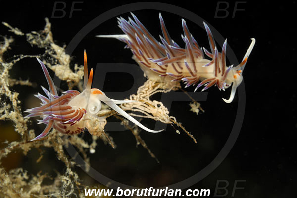 Island Pag, Croatia, Adriatic sea, Mediterranean sea, Cratena peregrina, Cratena, Facelinidae, Tricolor nudibranch, Nudibranch, Sea slug, Gastropoda, Mollusca