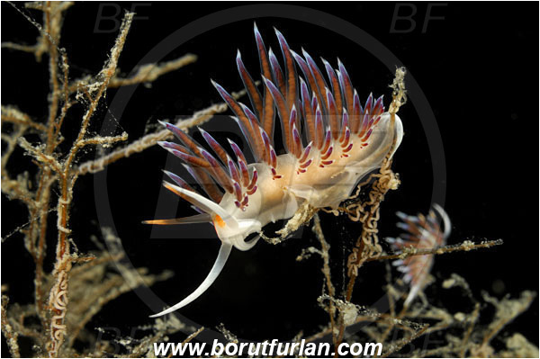 Island Pag, Croatia, Adriatic sea, Mediterranean sea, Cratena peregrina, Cratena, Facelinidae, Tricolor nudibranch, Nudibranch, Sea slug, Gastropoda, Mollusca