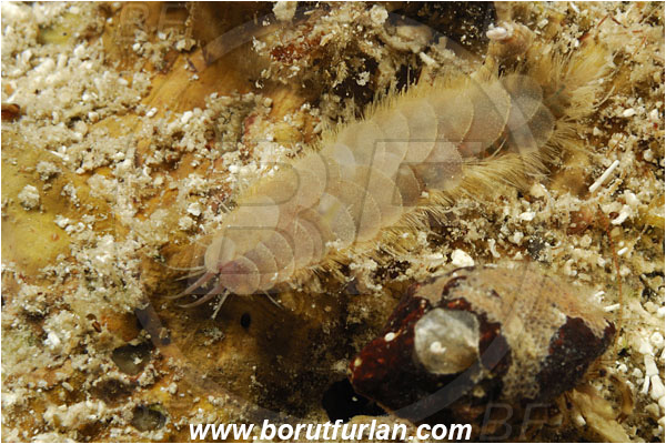 Island Pag, Croatia, Adriatic sea, Mediterranean sea, Harmothoe aculeata, Harmothoe, Polynoidae, Worm, Polychaeta