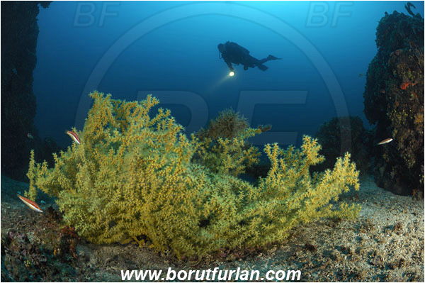 Island Pag, Croatia, Adriatic sea, Mediterranean sea, Reef, Savalia savaglia, Savalia, Mediterranean Gold Coral, False Mediterranean Black Coral, Sea fan, Coral, Anthozoa, Cnidaria, Cnidarian, Diver