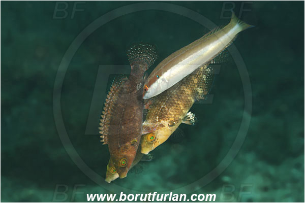 Island Pag, Croatia, Adriatic sea, Mediterranean sea, Symphodus mediterraneus, Symphodus, Labridae, Axillary wrasse, Coris julis, Coris, Labridae, Mediterranean rainbow wrasse, Female, Wrasse, Fish, Mating