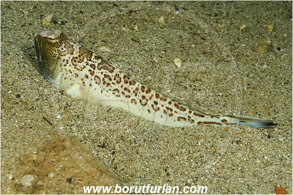 Island Pag, Croatia, Adriatic sea, Mediterranean sea, Trachinus radiatus, Trachinus, Trachinidae, Starry weever, Weever, Fish
