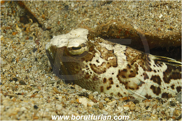 Island Pag, Croatia, Adriatic sea, Mediterranean sea, Trachinus radiatus, Trachinus, Trachinidae, Starry weever, Weever, Fish, Portrait