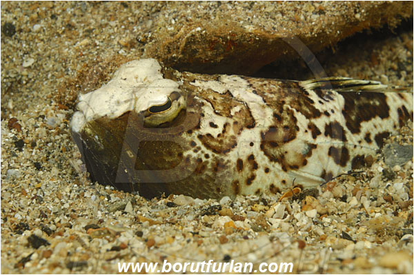 Island Pag, Croatia, Adriatic sea, Mediterranean sea, Trachinus radiatus, Trachinus, Trachinidae, Starry weever, Weever, Fish, Portrait
