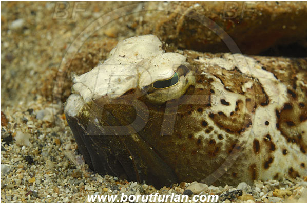 Island Pag, Croatia, Adriatic sea, Mediterranean sea, Trachinus radiatus, Trachinus, Trachinidae, Starry weever, Weever, Fish, Portrait