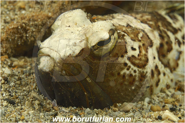 Island Pag, Croatia, Adriatic sea, Mediterranean sea, Trachinus radiatus, Trachinus, Trachinidae, Starry weever, Weever, Fish, Portrait