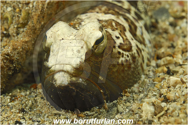 Island Pag, Croatia, Adriatic sea, Mediterranean sea, Trachinus radiatus, Trachinus, Trachinidae, Starry weever, Weever, Fish, Portrait