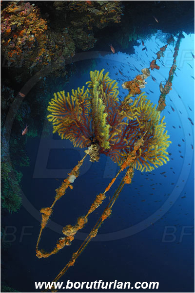 Island Susac, Croatia, Adriatic sea, Mediterranean sea, Paramuricea clavata, Paramuricea, Plexauridae, Mediterranean gorgonian, Coral, Cnidaria, Cnidarian, Reef, Discarded fishing line, Fishing line, Wall, Overhang