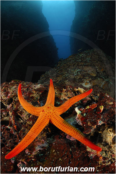 Island Susac, Croatia, Adriatic sea, Mediterranean sea, Hacelia attenuata, Hacelia, Ophidiasteridae, Smooth starfish, Strafish, Asteroidea, Echinodermata, Echinoderm, Reef, Canyon
