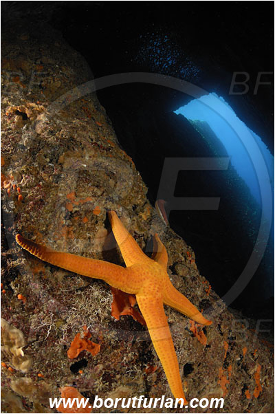 Island Susac, Croatia, Adriatic sea, Mediterranean sea, Hacelia attenuata, Hacelia, Ophidiasteridae, Smooth starfish, Strafish, Asteroidea, Echinodermata, Echinoderm, Reef, Cave, Canyon