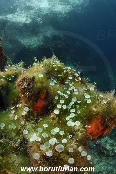 Island Susac, Croatia, Adriatic sea, Mediterranean sea, Acetabularia acetabulum, Acetabularia, Polyphysaceae, Mermaid
