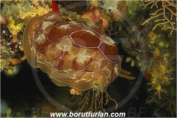 Island Susac, Croatia, Adriatic sea, Mediterranean sea, Pleurobranchus testudinarius, Pleurobranchus, Pleurobranchidae, Side-gilled sea slug, Nudibranch, Sea slug, Gastropoda, Mollusca