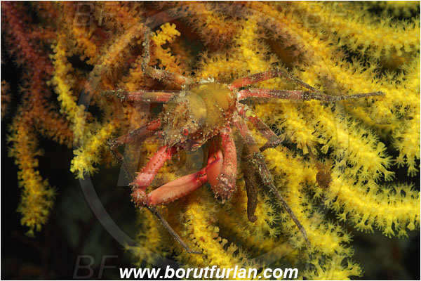 Island Susac, Croatia, Adriatic sea, Mediterranean sea, Herbstia condyliata, Herbstia, Epialtidae, Decapoda, Crustacea, Crustacean, Spiny Majoid Spider Crab, Crab