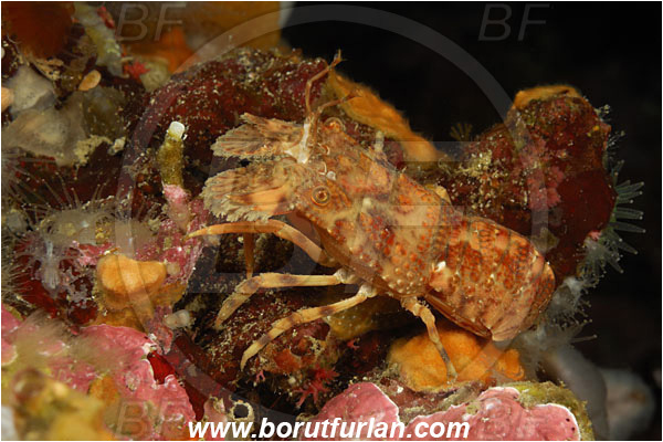 Island Susac, Croatia, Adriatic sea, Mediterranean sea, Scyllarus arctus, Scyllarus, Scyllaridae, Decapoda, Small European slipper lobster, Slipper lobster, Lobster, Crustacea, Crustacean