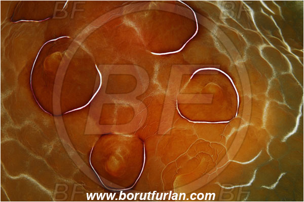 Island Susac, Croatia, Adriatic sea, Mediterranean sea, Pleurobranchus testudinarius, Pleurobranchus, Pleurobranchidae, Side-gilled sea slug, Nudibranch, Sea slug, Gastropoda, Mollusca, Abstract