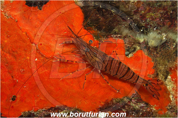 Island Susac, Croatia, Adriatic sea, Mediterranean sea, Palaemon serratus, Palaemon, Palaemonidae, Decapoda, Common prawn, Shrimp, Crustacea, Crustacean
