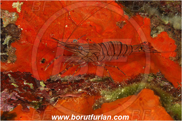 Island Susac, Croatia, Adriatic sea, Mediterranean sea, Palaemon serratus, Palaemon, Palaemonidae, Decapoda, Common prawn, Shrimp, Crustacea, Crustacean