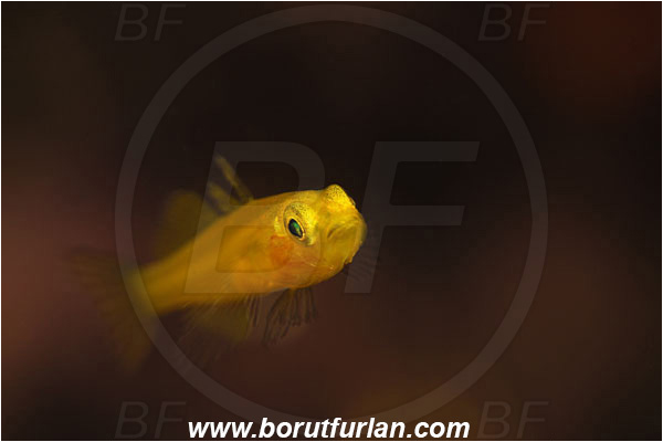 Island Susac, Croatia, Adriatic sea, Mediterranean sea, Gobius auratus, Gobius, Gobiidae, Golden goby, Goby, Fish, Portrait