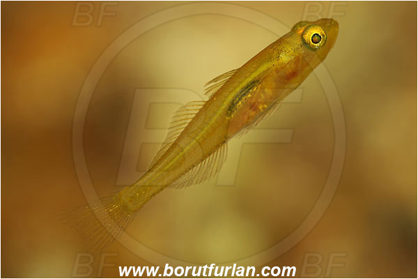 Island Susac, Croatia, Adriatic sea, Mediterranean sea, Gobius auratus, Gobius, Gobiidae, Golden goby, Goby, Fish, Juvenile