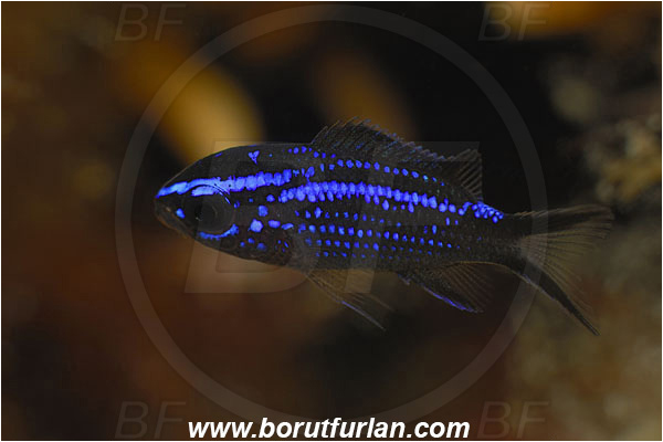 Island Susac, Croatia, Adriatic sea, Mediterranean sea, Chromis chromis, Chromis, Pomacentridae, Mediterranean damselfish, Damselfish, Fish, Juvenile