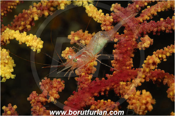 Island Susac, Croatia, Adriatic sea, Mediterranean sea, Eualus sp., Eualus, Thoridae, Decapoda, Shrimp, Crustacea, Crustacean