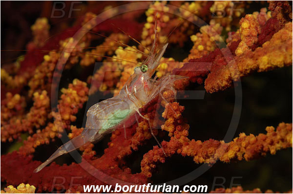 Island Susac, Croatia, Adriatic sea, Mediterranean sea, Eualus sp., Eualus, Thoridae, Decapoda, Shrimp, Crustacea, Crustacean