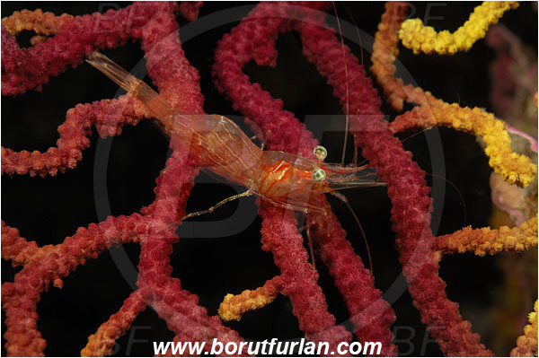 Island Susac, Croatia, Adriatic sea, Mediterranean sea, Eualus sp., Eualus, Thoridae, Decapoda, Shrimp, Crustacea, Crustacean