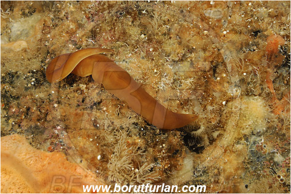 Island Susac, Croatia, Adriatic sea, Mediterranean sea, Nipponnemertes pulchra, Nipponnemertes, Cratenemertidae, Hoplonemertea, Nemertea, Ribbon worm