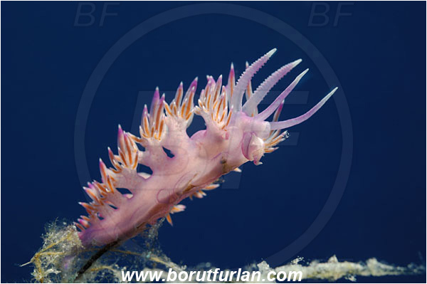 Island Susac, Croatia, Adriatic sea, Mediterranean sea, Flabellina affinis, Flabellina, Flabellinidae, Pink Flabellina, Mediterranean flabellina, Nudibranch, Sea slug, Gastropoda, Mollusca