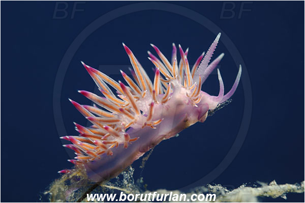 Island Susac, Croatia, Adriatic sea, Mediterranean sea, Flabellina affinis, Flabellina, Flabellinidae, Pink Flabellina, Mediterranean flabellina, Nudibranch, Sea slug, Gastropoda, Mollusca