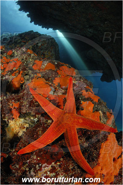 Island Susac, Croatia, Adriatic sea, Mediterranean sea, Hacelia attenuata, Hacelia, Ophidiasteridae, Smooth starfish, Strafish, Asteroidea, Echinodermata, Echinoderm, Reef, Cave, Light rays