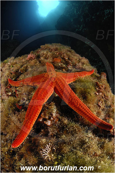 Island Susac, Croatia, Adriatic sea, Mediterranean sea, Hacelia attenuata, Hacelia, Ophidiasteridae, Smooth starfish, Strafish, Asteroidea, Echinodermata, Echinoderm, Reef