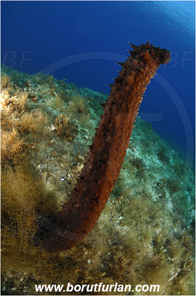 Island Susac, Croatia, Adriatic sea, Mediterranean sea, Holothuria tubulosa, Holothuria, Holothuriidae, Tubular sea cucumber, Holothuroidea, Holothurian, Echinodermata, Echinoderm, Erection