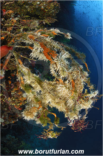 Island Susac, Croatia, Adriatic sea, Mediterranean sea, Reef, Wall, Dead gorgonian