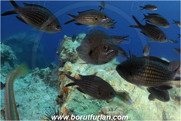 Island Susac, Croatia, Adriatic sea, Mediterranean sea, Chromis chromis, Chromis, Pomacentridae, Mediterranean damselfish, Damselfish, Fish, Fish school, Reef