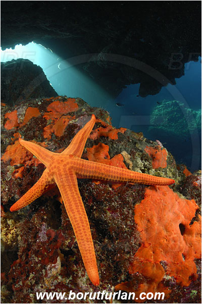 Island Susac, Croatia, Adriatic sea, Mediterranean sea, Hacelia attenuata, Hacelia, Ophidiasteridae, Smooth starfish, Strafish, Asteroidea, Echinodermata, Echinoderm, Reef, Cave, Light rays