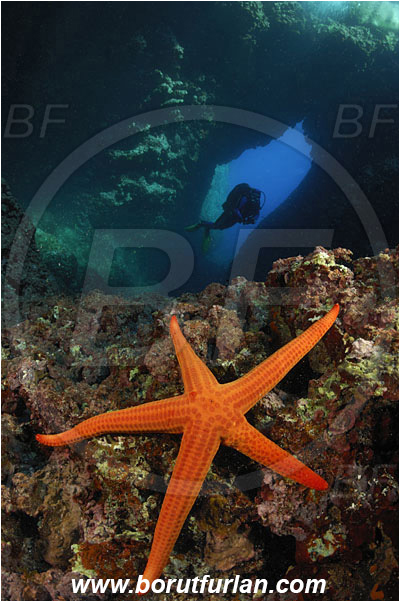 Island Susac, Croatia, Adriatic sea, Mediterranean sea, Hacelia attenuata, Hacelia, Ophidiasteridae, Smooth starfish, Strafish, Asteroidea, Echinodermata, Echinoderm, Reef, Cave, Diver