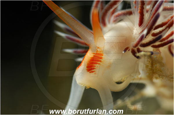 Island Susac, Croatia, Adriatic sea, Mediterranean sea, Cratena peregrina, Cratena, Facelinidae, Tricolor nudibranch, Nudibranch, Sea slug, Gastropoda, Mollusca, Portrait