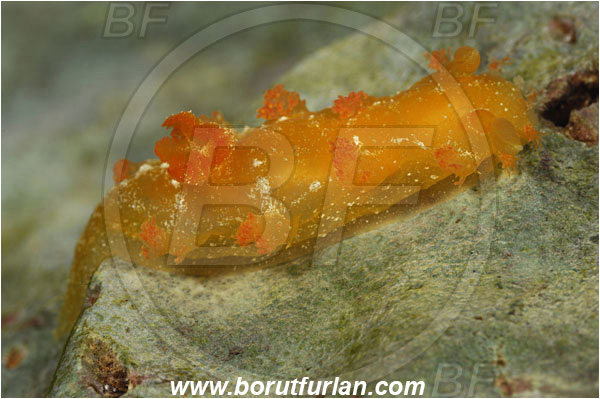 Island Susac, Croatia, Adriatic sea, Mediterranean sea, Crimora papillata, Crimora, Polyceridae, Nudibranch, Sea slug, Gastropoda, Mollusca