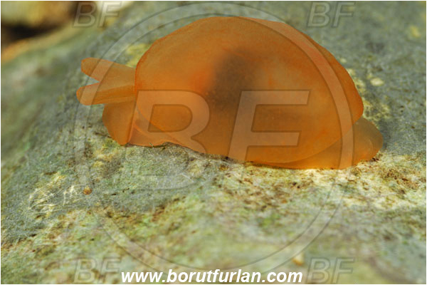Island Susac, Croatia, Adriatic sea, Mediterranean sea, Berthella aurantiaca, Berthella, Pleurobranchidae, Orange berthella, Nudibranch, Sea slug, Gastropoda, Mollusca