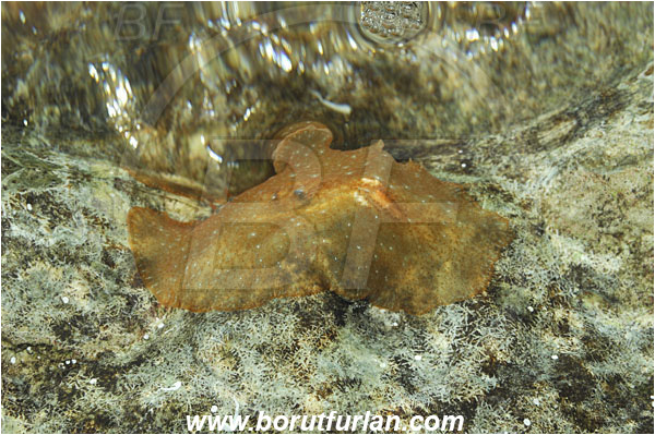 Island Susac, Croatia, Adriatic sea, Mediterranean sea, Planocera graffi, Planocera, Planoceridae, Graffi flatworm, Flatworm, Platyhelminthes, Surface
