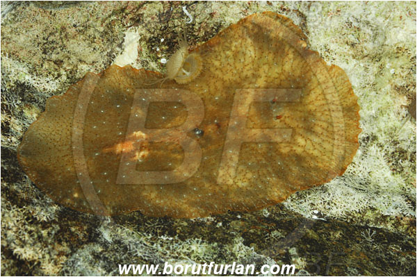 Island Susac, Croatia, Adriatic sea, Mediterranean sea, Planocera graffi, Planocera, Planoceridae, Graffi flatworm, Flatworm, Platyhelminthes